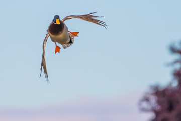 Wall Mural - A Drake Mallard Banks Hard For a Landing With Cupped Wings