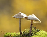 Fototapeta Sawanna - mushroom in the forest