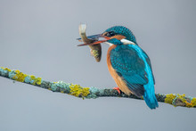 Kingfisher With A Fish In Its Beak Perched On A Gray Foggy Branch Background