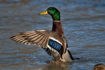 Wall Mural - Wild ducks in mating season in danube lake, Slovakia, Europe