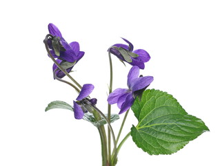 Wall Mural - Violets flowers, viola odorata  isolated on white background