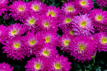 Wall Mural - Chrysanthemum bright pink flower close-up, background wallpaper backdrop design, many petals of a bright magenta color