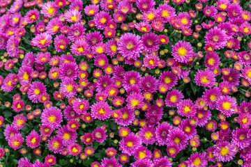 Wall Mural - Bush of magenta magenta chrysanthemum blossom, top view. Bright pink bouquet of natural natural blooming chrysanthemums, backdrop wallpaper background