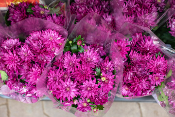 Wall Mural - Bouquets of magenta pink chrysanthemum blossom in a flower shop, top view. A bright bouquet of fresh blooming chrysanthemums, a gift for Women's Day