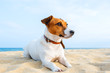 © marina_larina - Portrait of dog breed Jack Russell Terrier sits on the golden sand sandy beach on background of blue sea and horizon. The bright sun shines in the summer. Pet for a walk. Family pet. Love