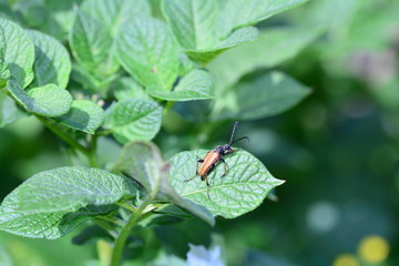 Poster - Longhorn Beetle    (  Stictoleptura rubra  )   on plant in green nature