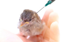 Doctor Inject Little Sick Bird On White Background