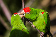 Andean aratinga portrait two parrot