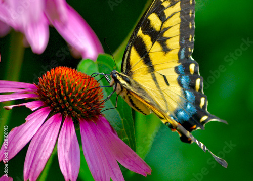 Cuadros en Lienzo The eastern tiger swallowtail butterfly (Papilio glaucus) is common in eastern N