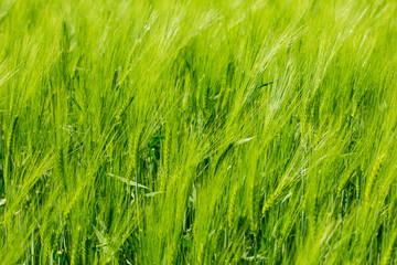 green grassbackground