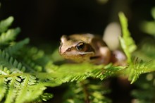 Frog On Leaf