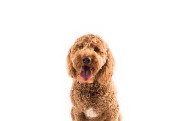 Wall Mural - Golden Doodle Dog Isolated on White Background