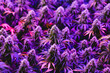 Multiple purple mature indoor medical recreational marijuana cannabis industry plants with large developed cola flowers