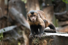 Capuchin Monkey, Tufted Capuchin, South America Primate Wild Animal 