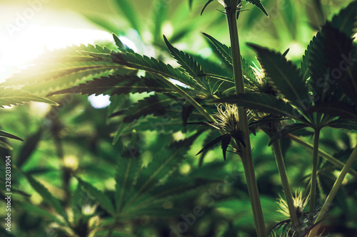 Fotomural Young developing/growing medical recreational legal cannabis plant with visible
