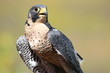 Beautiful peregrine falcon front view close-up