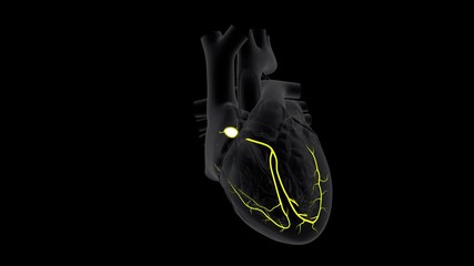 Wall Mural - A and AV Node Signals in the Heart