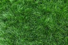 Natural Green Grass Background, Fresh Lawn Top View
