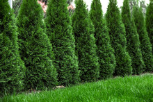 Green Grass With Thuja Trees In Garden