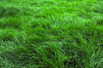 Poster - Natural green grass background, fresh lawn top view