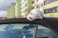 Silver BMW Cabriolet With Sleeping Cat On The Car Roof.