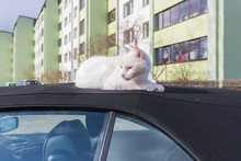 Silver BMW Cabriolet With Sleeping Cat On The Car Roof.