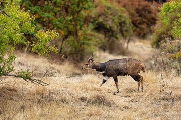 male of very rare menelik's bushbuck walking in the forest in ethiopia. africa wildlife