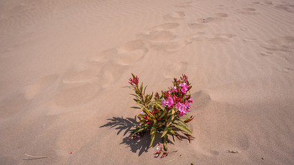 Patara