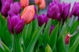 Fototapeta Tulipany - tulips in the garden