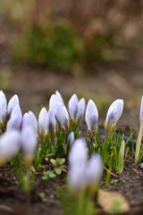 Wall Mural - White crocuses in the garden of the harbinger of spring.