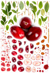 Wall Mural - Cranberry Slice and Leaf Collection
