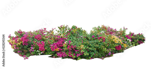 Fotografía Flower vine bush tree isolated t on white background.