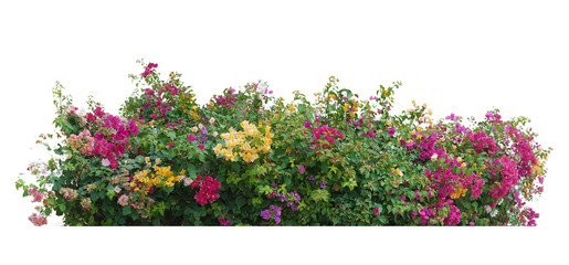 flower vine bush tree isolated t on white background.