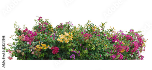 Cuadros en Lienzo Flower vine bush tree isolated t on white background.