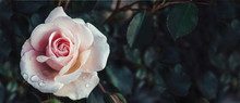 Fine Art Image Of Beautiful Pastel Roses In Dark Garden. Valentine And Bridal Vintage Card Design.