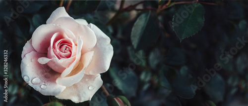 Photo Fine art image of beautiful pastel roses in dark garden