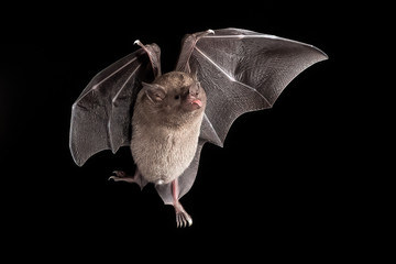 Lonchophylla robusta, Orange nectar bat The bat is hovering and drinking the nectar from the beautiful flower in the rain forest, night picture, Costa Rica