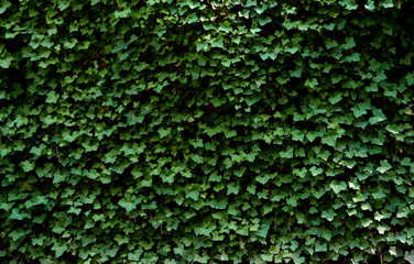 Creeping ivy