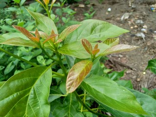 Green young avocado (Persea americana) leaves in the nature background