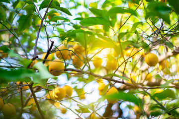 Wall Mural - Lemon tree with ripe fruits. Branch of fresh ripe lemons with leaves in sun beams. Mediterranean citrus grove