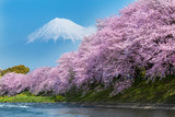 Fototapeta Do pokoju - 潤井川の桜と富士山