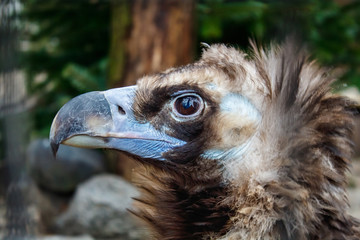 head of black vulture closeup outdoor