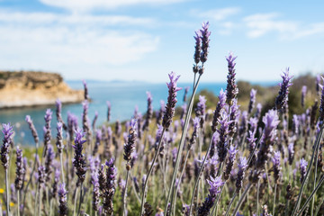 Wall Mural - Wild lavender fields by the sea, south coast of the Region of Murcia, Spain