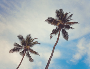 Silhouettes of two coconut palms on background of blue sky with clouds