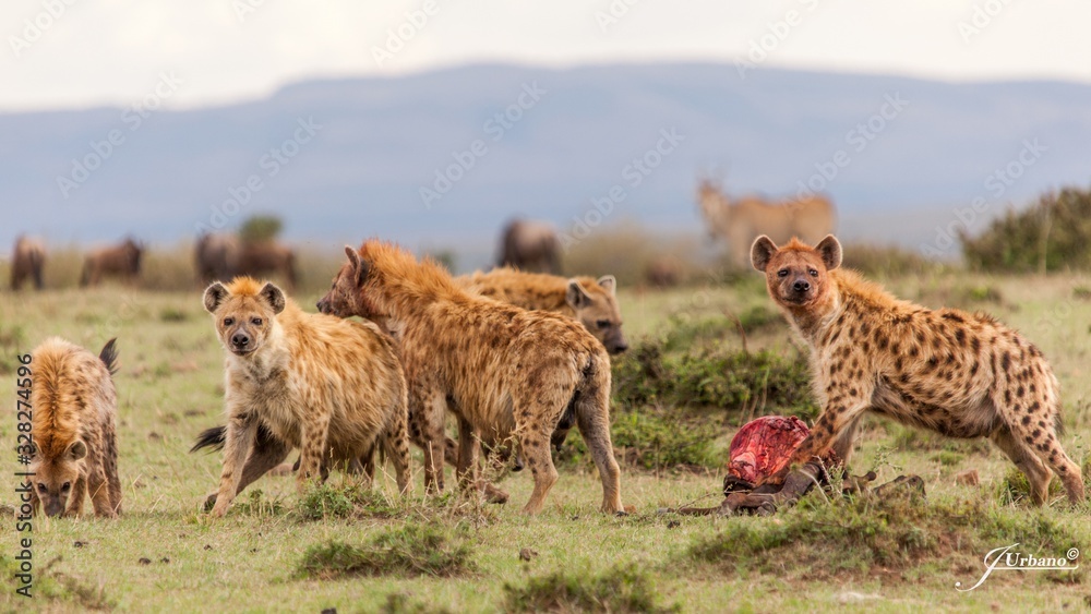 Manada de hienas devorando a sus presas - obrazy, fototapety, plakaty 