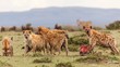 Manada de hienas devorando a sus presas