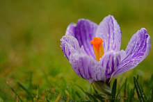 Close-up Of The Blossom Of A Fresh Crocus With A Yellow Pistil, Purple White Stripes And Drops Of Water, Against A Green Background In Spring In Germany