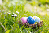 Fototapeta Kosmos - Happy Easter  -  Nest with easter eggs in grass on a sunny spring day - Easter decoration background