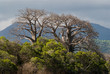 Baobabs à Mayotte