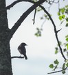 Black Redstart in a branch